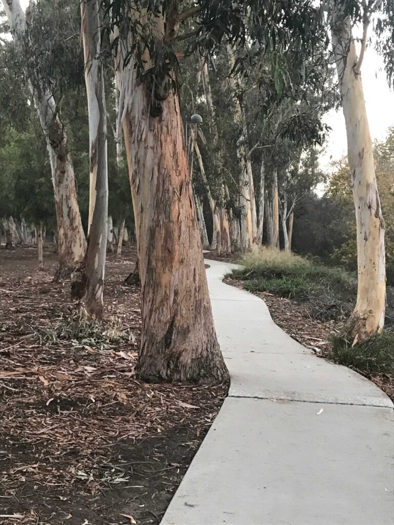 0B8D647B F2ED 4994 851A 7BE6D757F347 11zon 768x1024