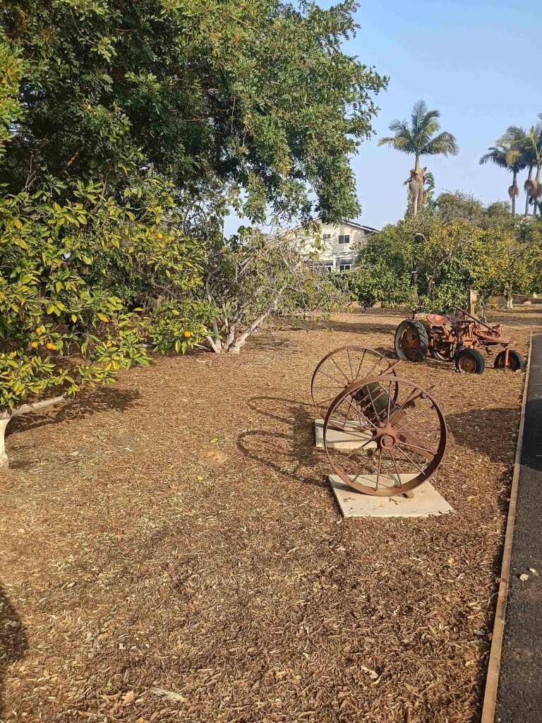 20211204 141627 HDR 11zon 768x1024