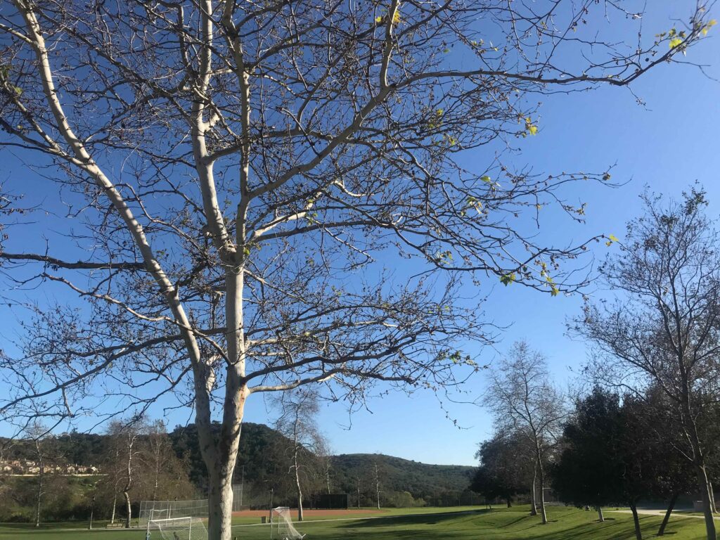 B217AED3 07FD 46CE B192 58937F80D068 11zon 1024x768