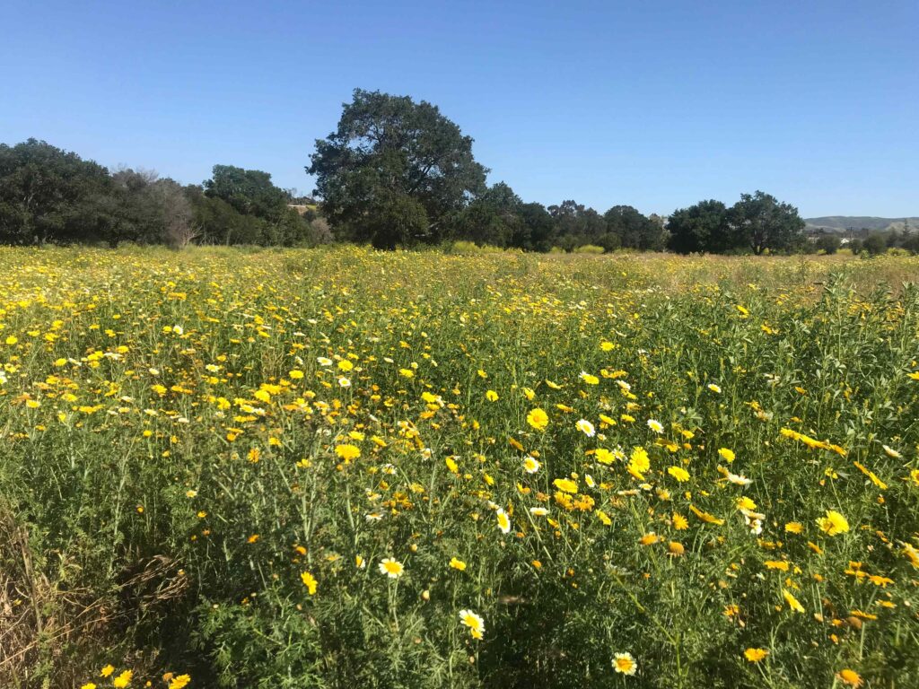 FCA865EB F52E 491F 8D26 9DEFC1B91D12 11zon 1 1024x768