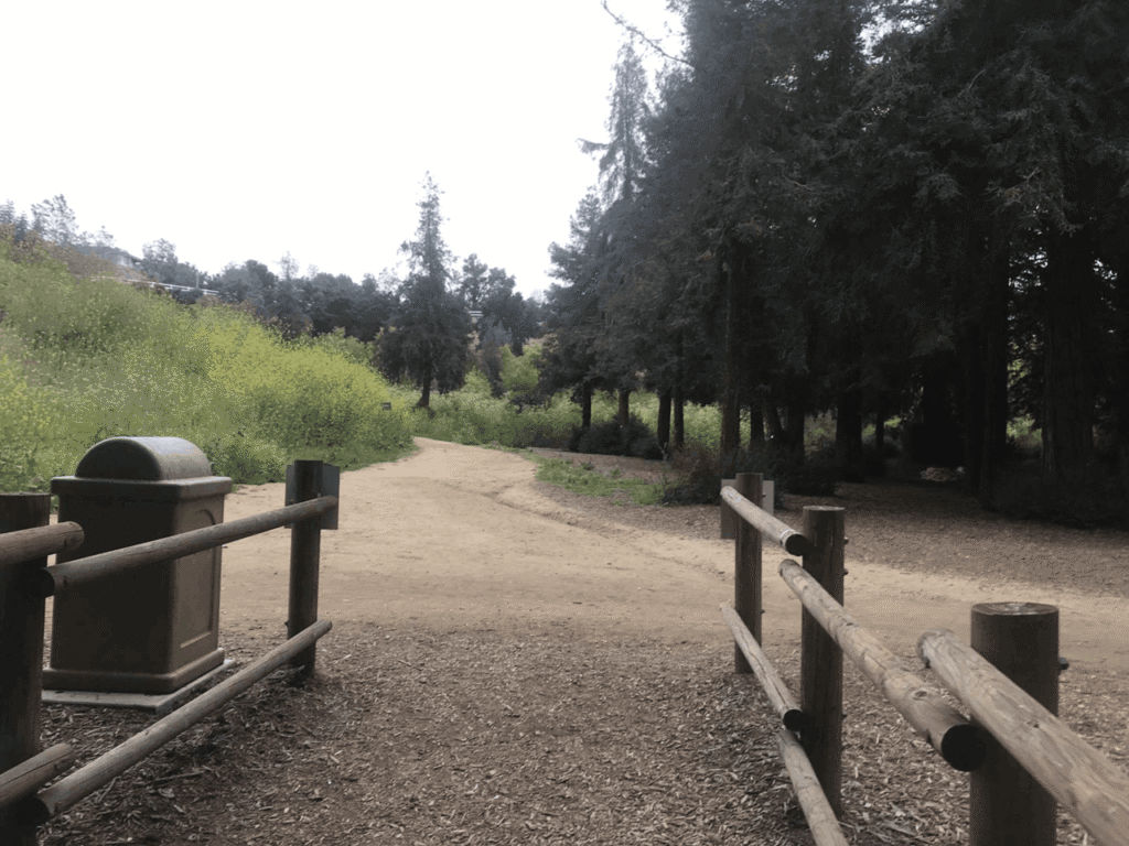 redwoods 5 11zon 1024x768